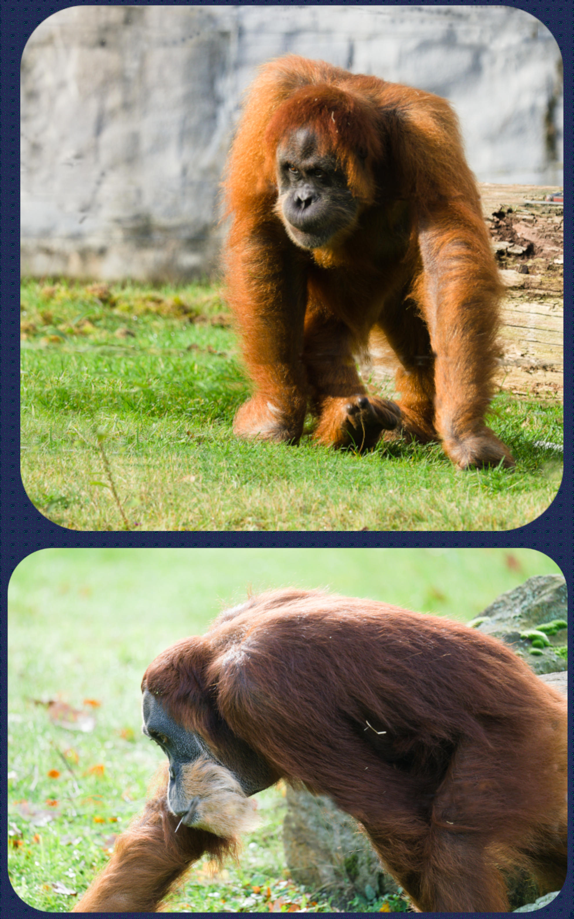 ZOOM Erlebniswelt Sumatra-Orang-Utan